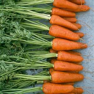 Шантане 2-Комет - морква, 0,5 кг, Nickerson Zwaan фото, цiна